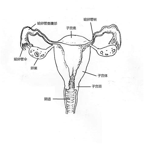 女人性器官|女性生殖结构：